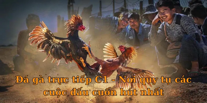 Đá gà trực tiếp C1 - Nơi quy tụ các cuộc đấu cuốn hút nhất
