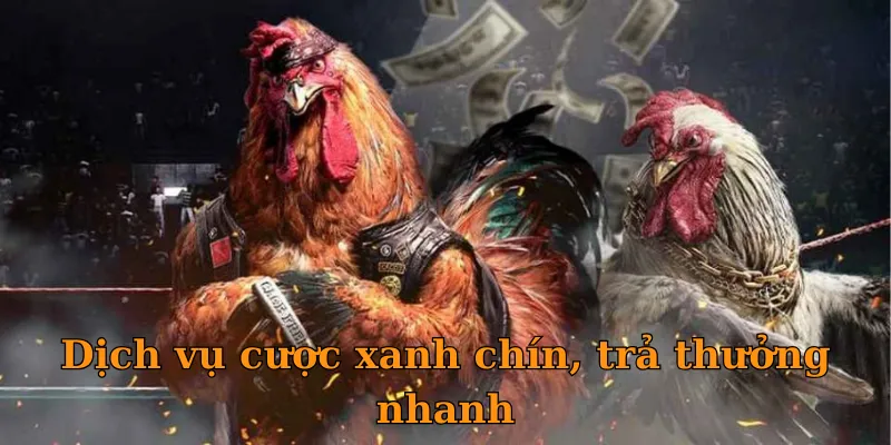 Đá Gà Trực Tiếp C1 - Dịch vụ cược xanh chín, trả thưởng nhanh