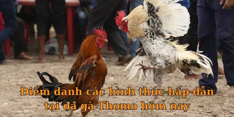 Điểm danh các hình thức hấp dẫn tại đá gà Thomo hôm nay