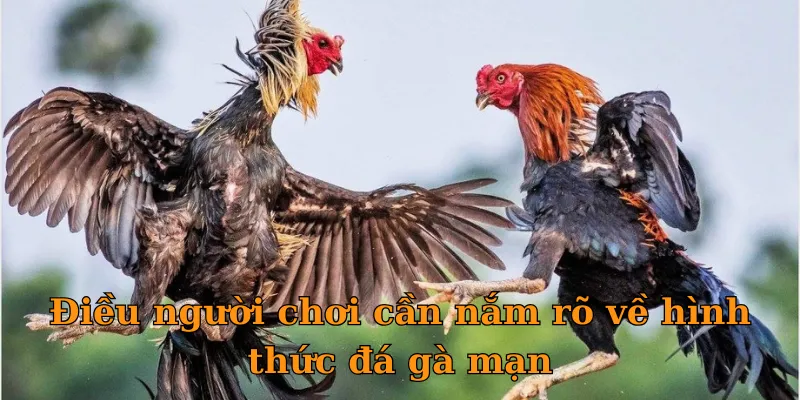 Điều người chơi cần nắm rõ về hình thức đá gà mạng