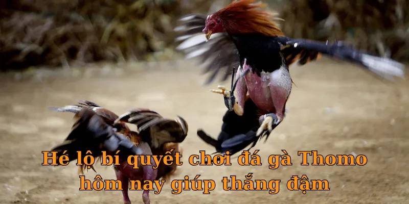 Hé lộ bí quyết chơi đá gà Thomo hôm nay giúp thắng đậm