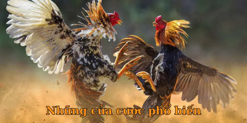 Những cửa cược phổ biến